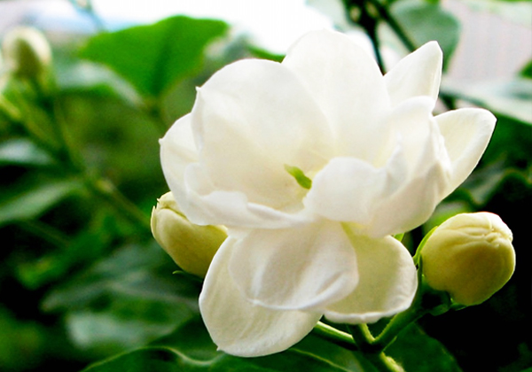 養(yǎng)好茉莉花的 4個(gè)步驟，花開(kāi)滿盆，一茬接一茬