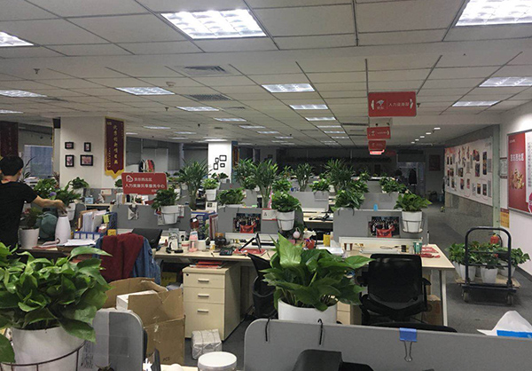 杭州新裝修辦公室如何選擇綠植？擺放植物都有哪些注意事項(xiàng)？