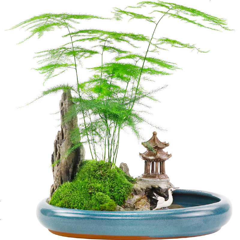 學會文竹盆栽的5個養(yǎng)護技巧，讓文竹常年翠綠，長成小森林