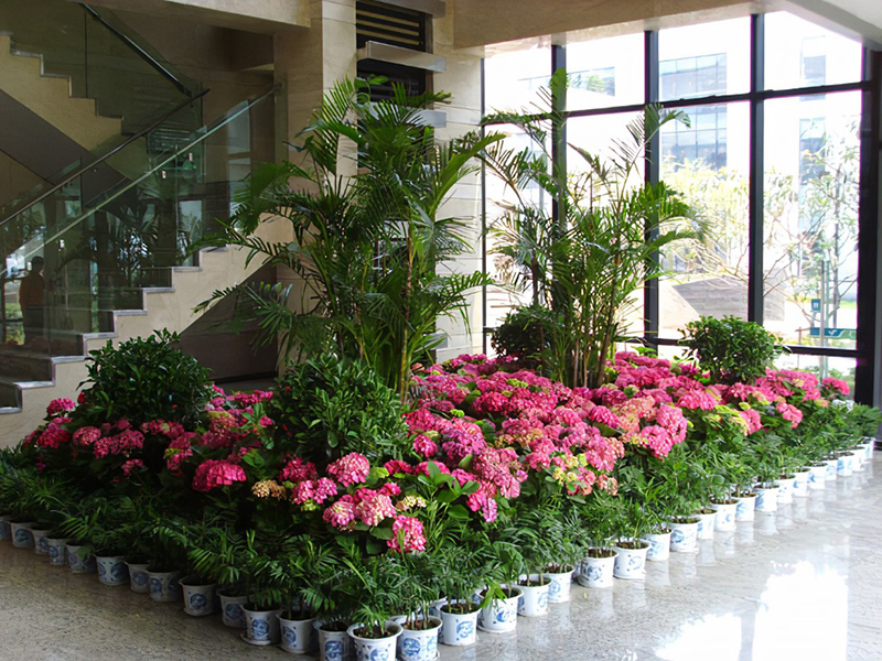 酒店大堂怎么擺放綠植盆栽？綠植租賃時(shí)怎么組景？