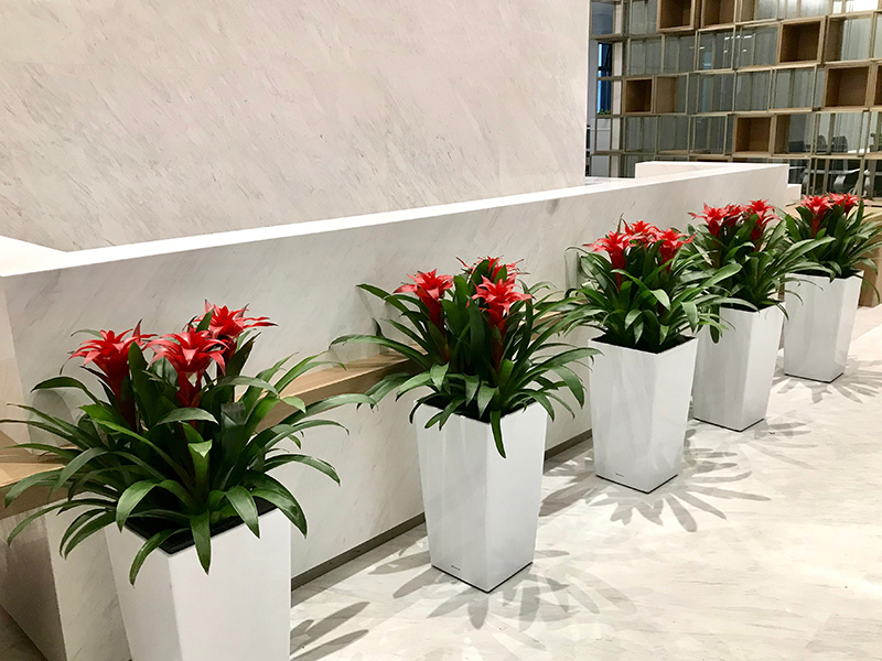 公司前臺綠植盆栽如何正確擺放，從而影響公司氣場和財運